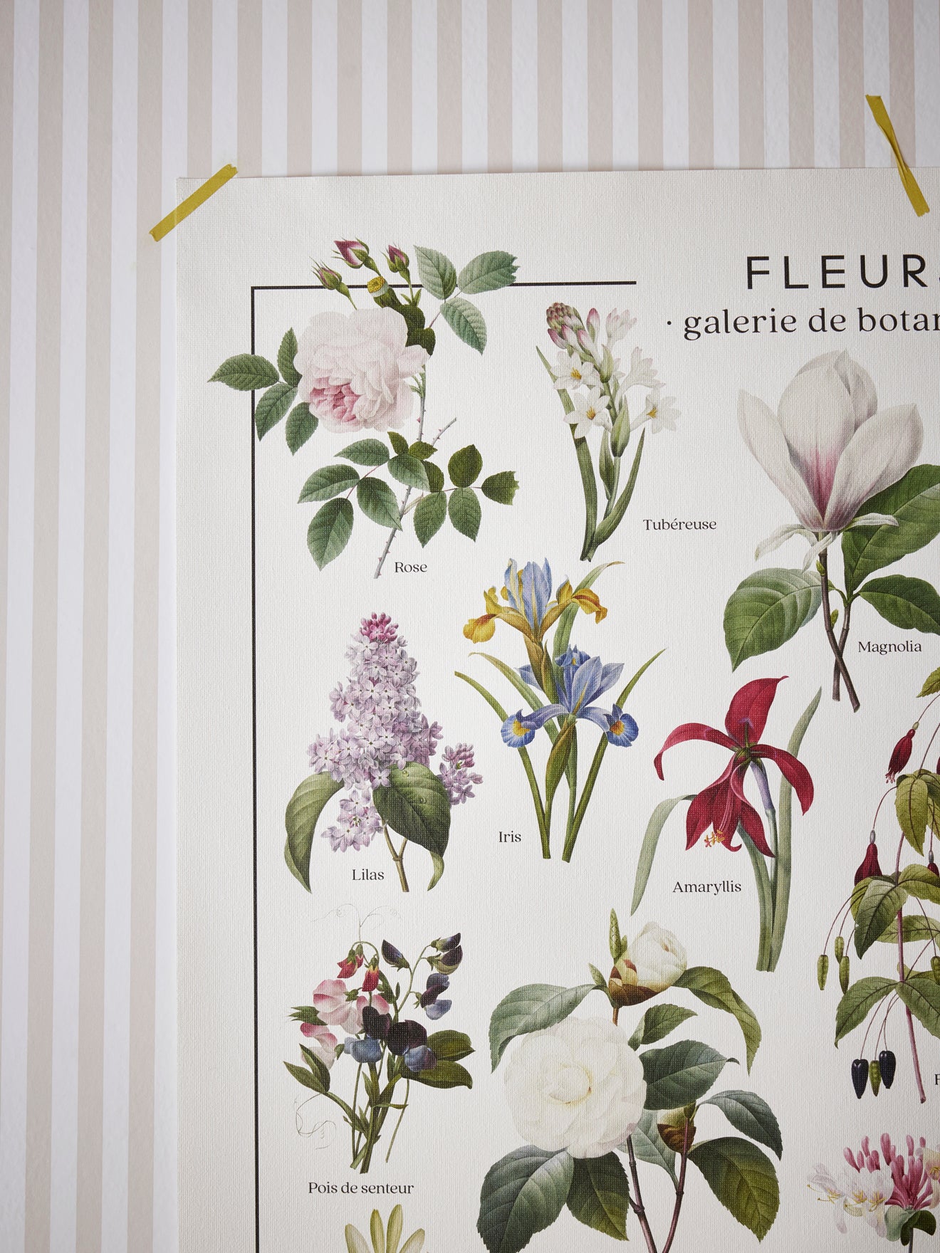 Affiche Fleurs - Collection Les Jolies Planches